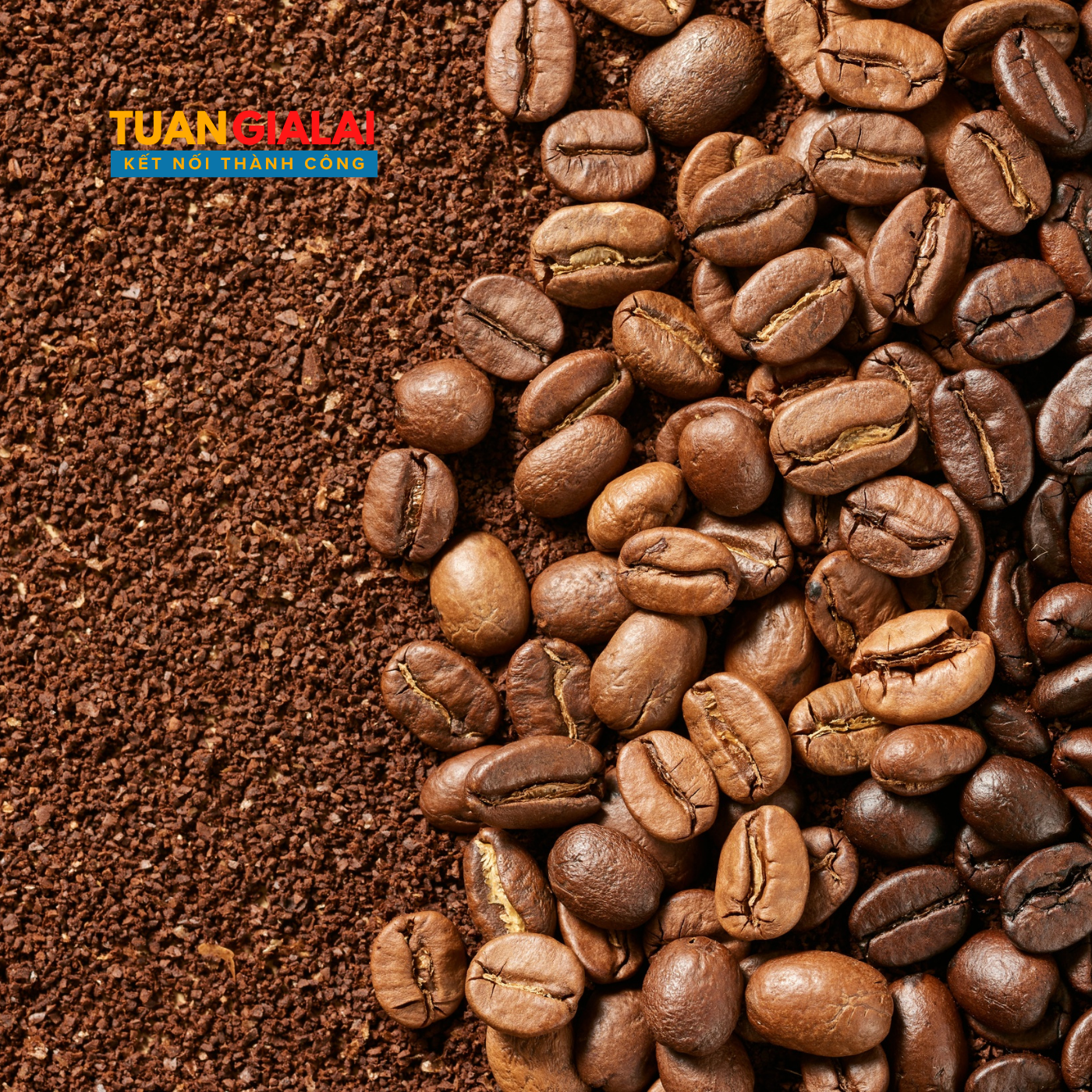 Cà phê Espresso X1 Arabica Robusta nguyên hạt cà phê rang mộc báo giá sỉ - Ảnh 2
