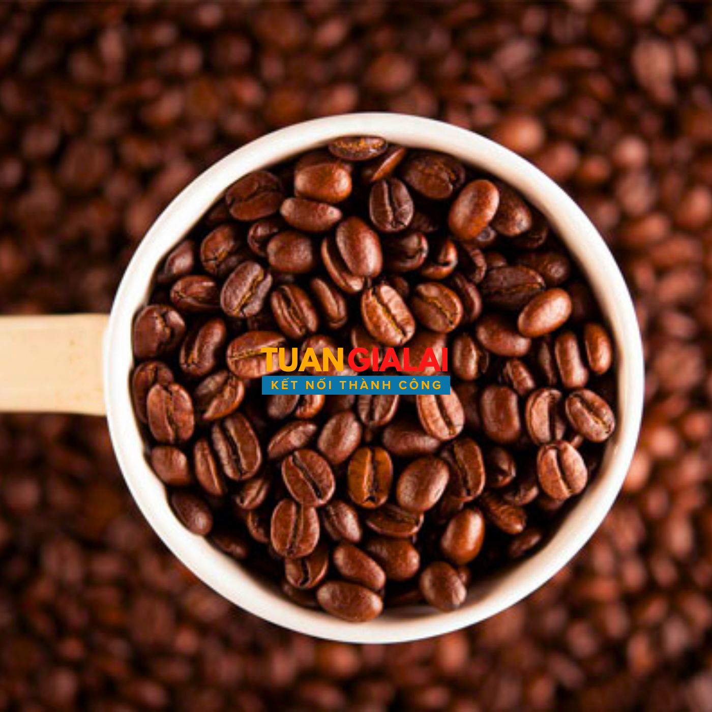 Cà phê Espresso X2 100% Robusta Nguyên Hạt – báo giá sỉ cà phê - Ảnh 8