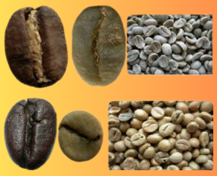 Arabica và robusta – bí mật đằng sau hương vị cà phê bạn uống mỗi ngày
