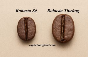 So sánh Cà phê Robusta sẻ và Robusta thường